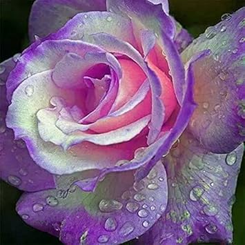Purple Pink Rose Flower seeds for Planting - Fragrant Blossoms, Heirloom & GMO Free Seeds for Home Garden
 
 Sale for planting in home garden