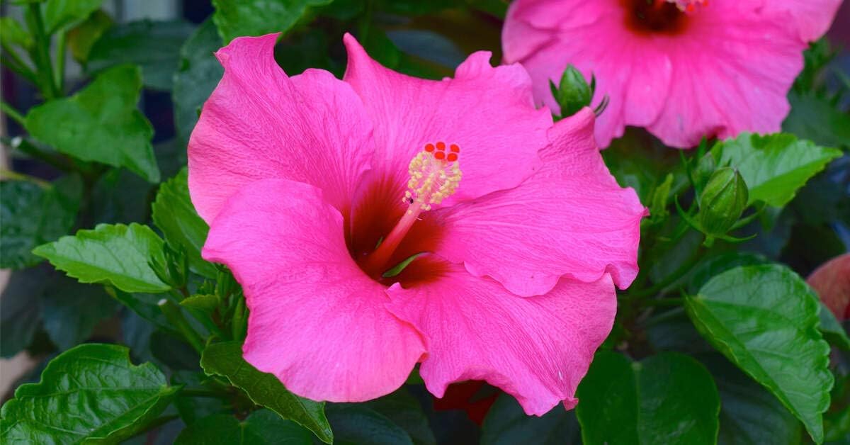 Pink Hibiscus Flower seeds for Planting Cottage Garden Essential Heirloom & GMO Free Seeds for Home Garden 
 
 Sale for planting in home garden