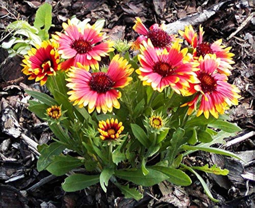 Gaillardia Goblin Gaillardia aristata for planting in wildflower garden