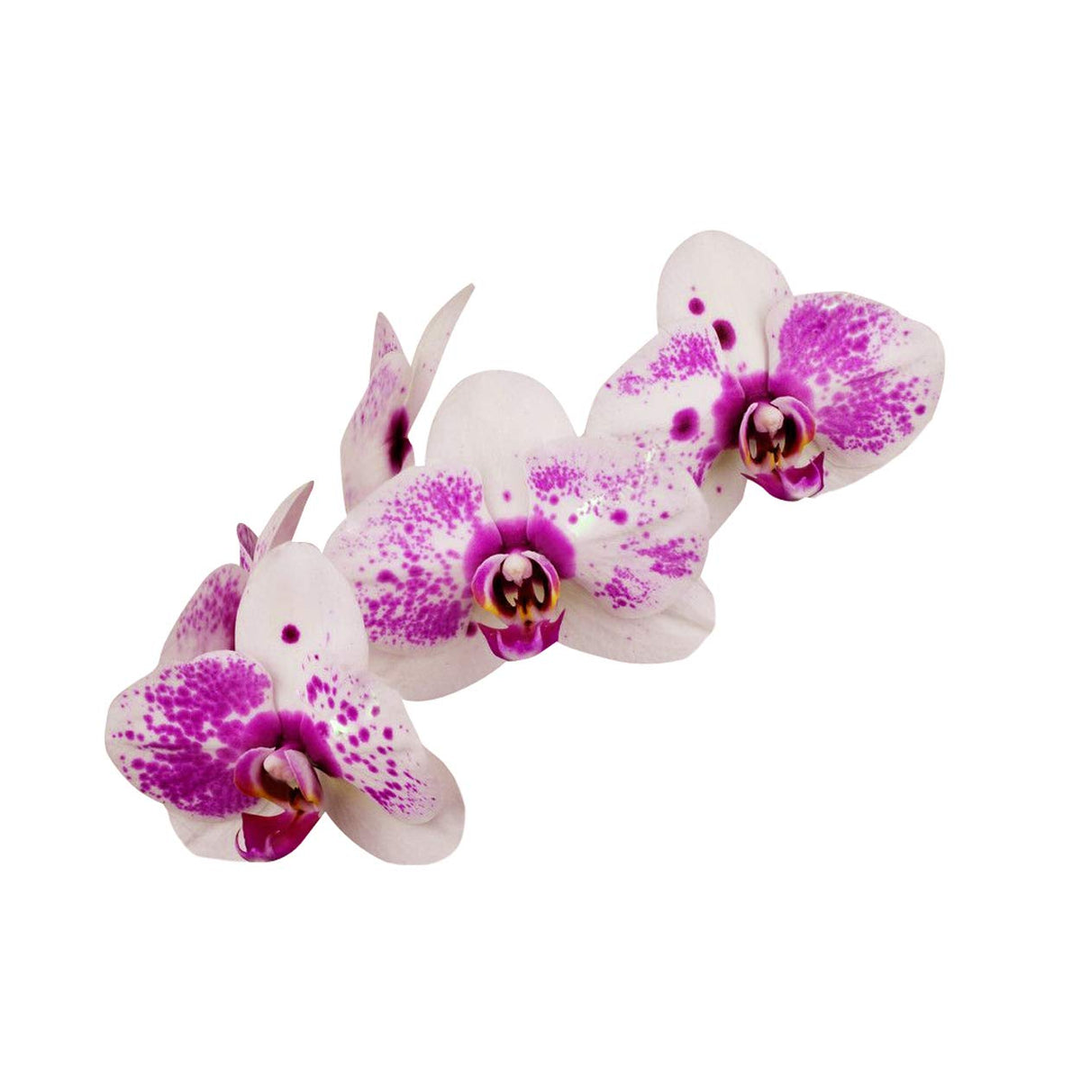 White (White Violet) seeds for planting in home garden