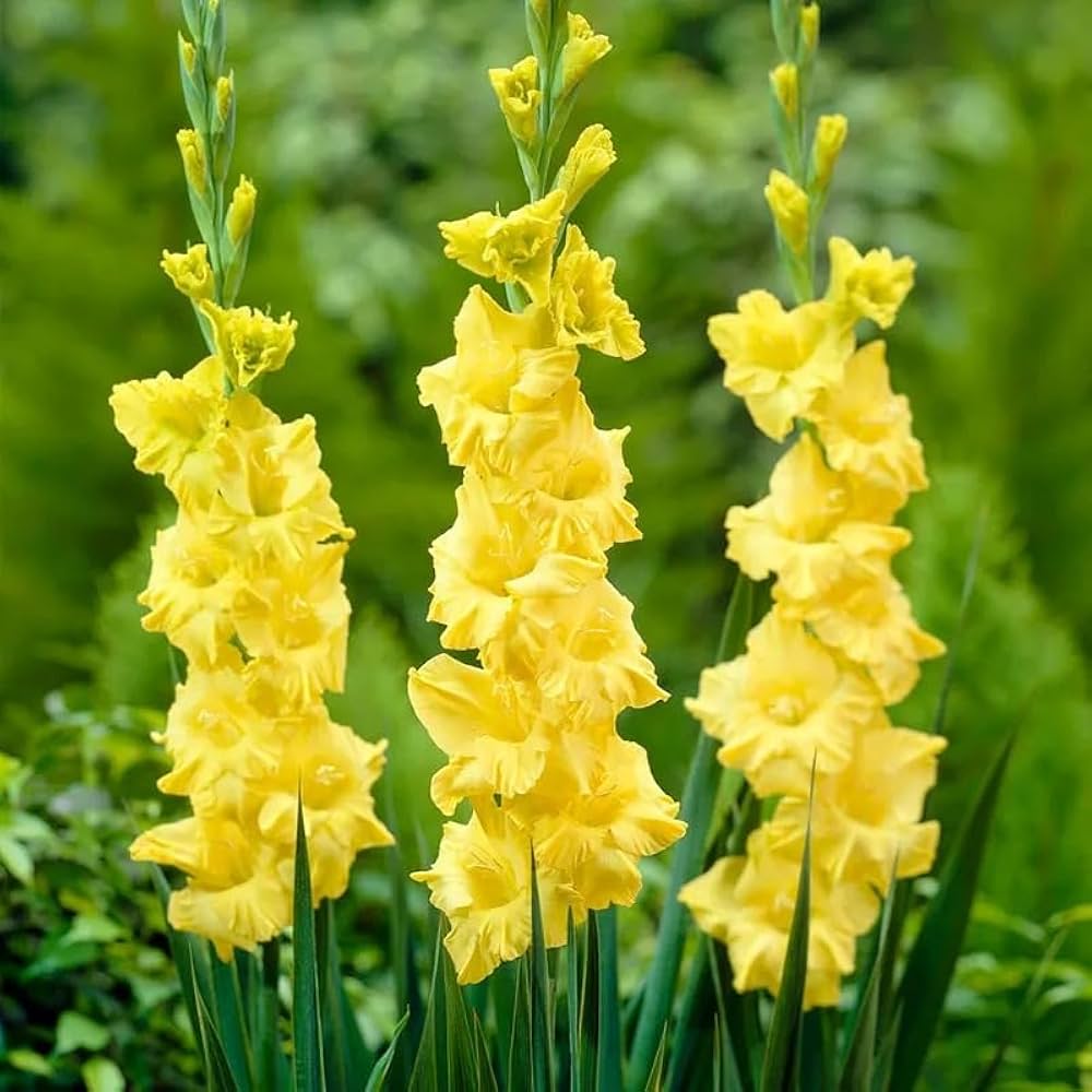 Yellow White Gladiolus Planting Seeds