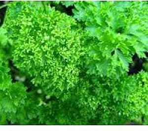 Curled Parsley Petroselinum crispum for planting in vegetable patch