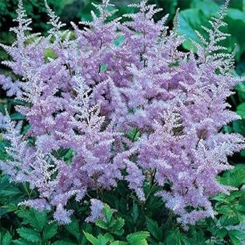 Lavender Astilbe Flower seeds for Planting Bright Blooms Heirloom & GMO Free Seeds for Home Garden 
 
 Sale for planting in home garden