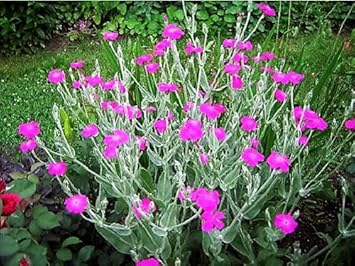 Purple Catchfly Flower seeds for Planting - Pollinator Friendly, Heirloom & GMO Free Seeds for Home Garden
 
 Sale for planting in home garden