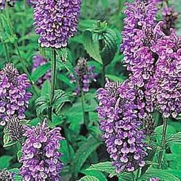 Violet Catmint Flower seeds for Planting - Pollinator Friendly, Heirloom & GMO Free Seeds for Home Garden
 
 Sale seeds for planting in home garden