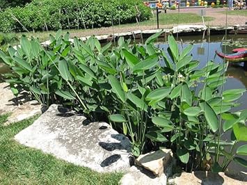 Thalia Dealbata Seeds For Planting - Aquatic Garden Flower