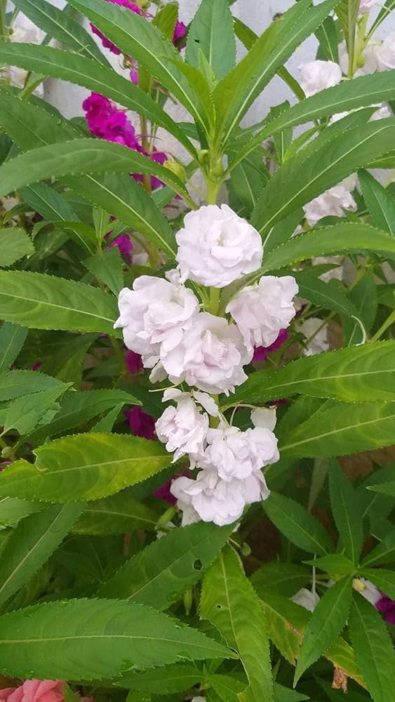 Plant White Balsamine Flower Seeds