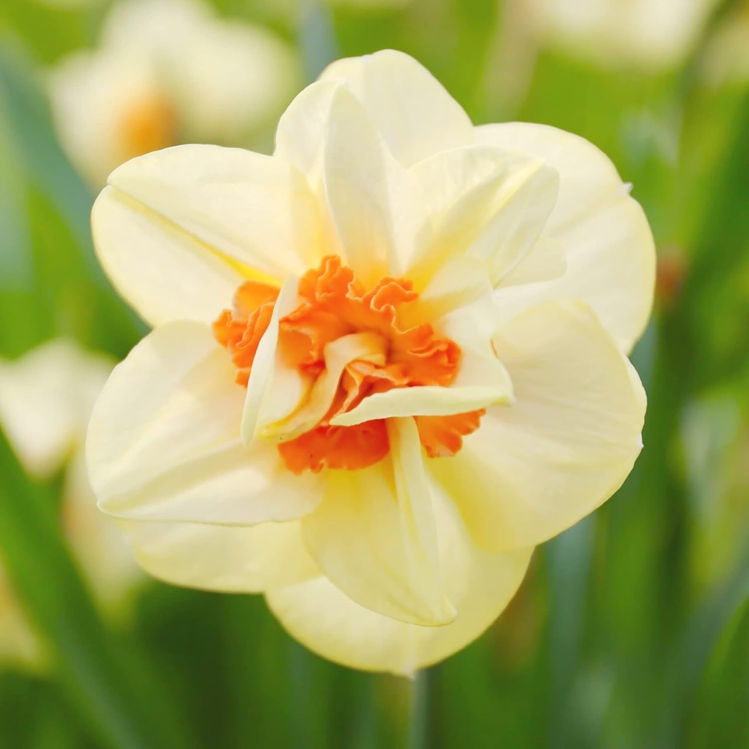 Double Petals Narcissus Seeds Daffodil Perennial Non-Gmo Great Entry-Level Plant Fragrant