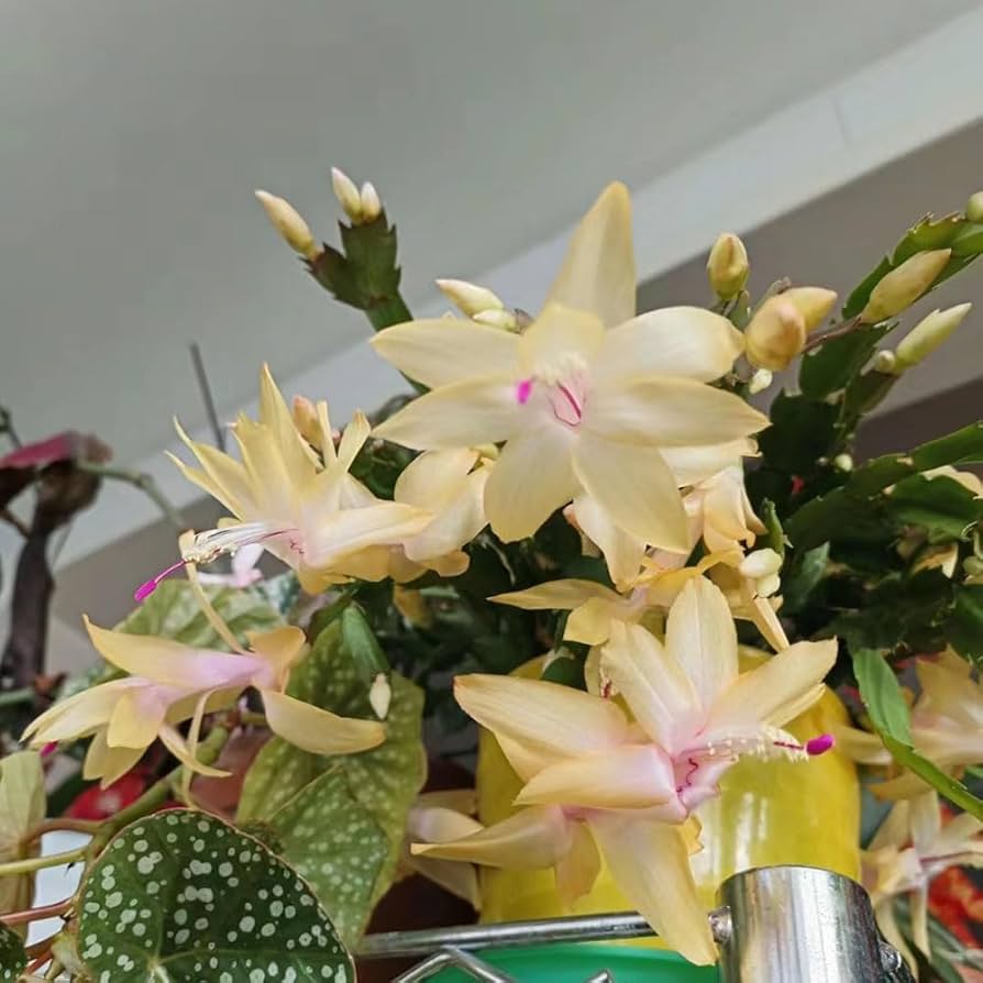 Yellow Schlumbergera Flower Seeds Planting