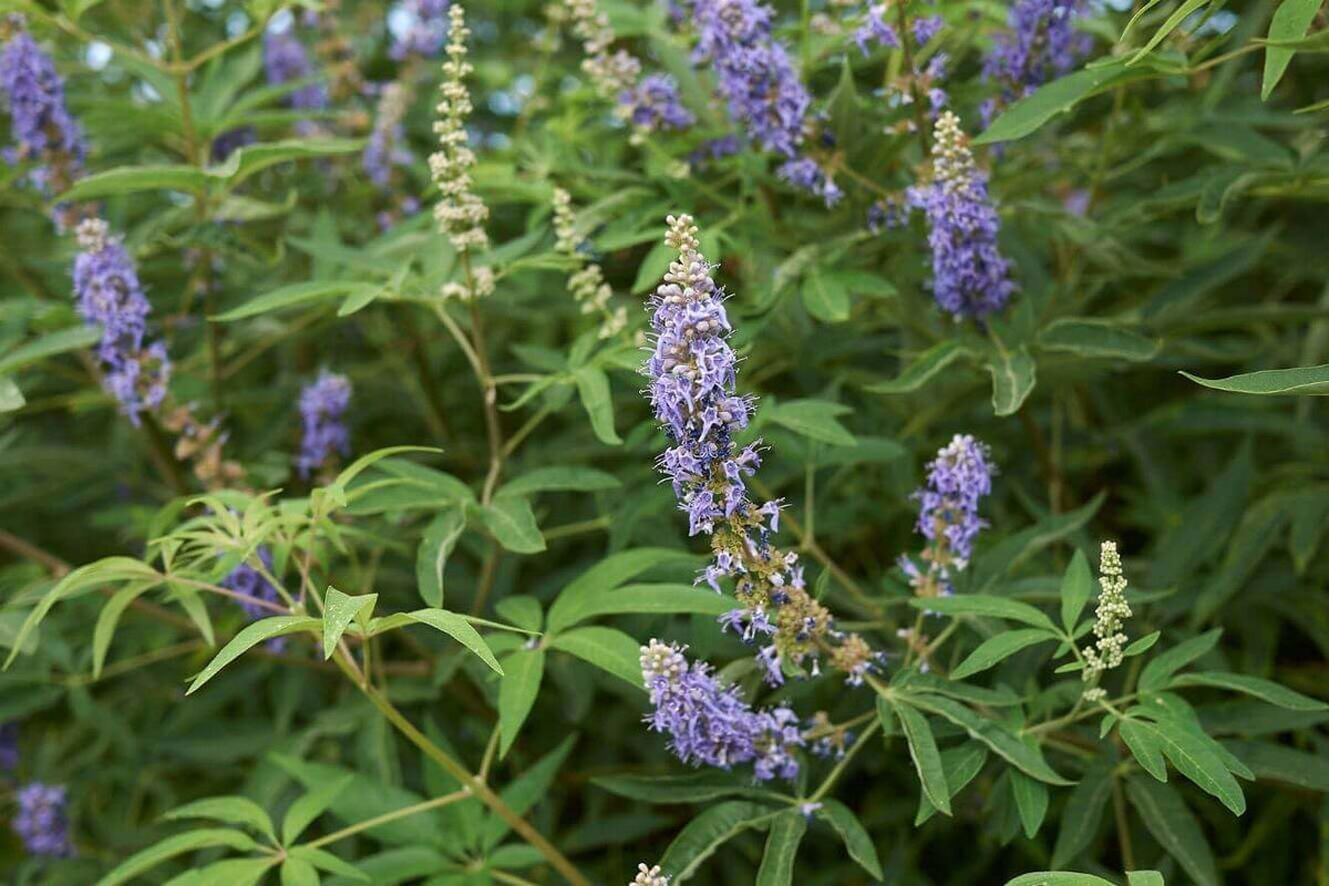 Heirloom Castus Flower seeds for Planting Shade Tolerant Heirloom & GMO Free Seeds for Home Garden 
 
 Sale for planting in home garden