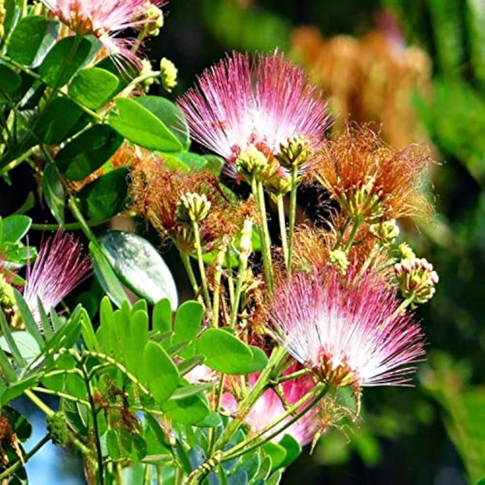 Albizia Flower Albizia julibrissin Seeds for planting in flower bed
