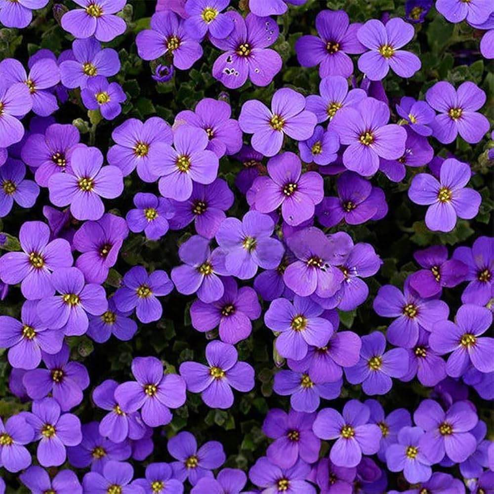 Purple Aubrieta Rock Cascade Seeds, Heirloom Non-GMO Flowers for Long Bloom Garden Planting
 
 Sale seeds for home garden