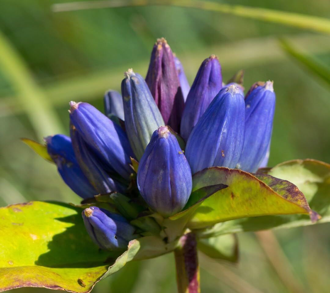 White Caesalpinia Flower Seeds for Planting – Pollinator Friendly Heirloom & NonGMO Seeds for Home Garden
 
 Sale for planting in home garden