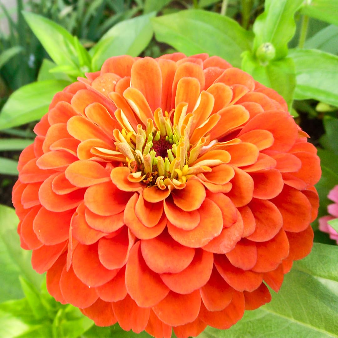 Orange King Zinnia for garden planting