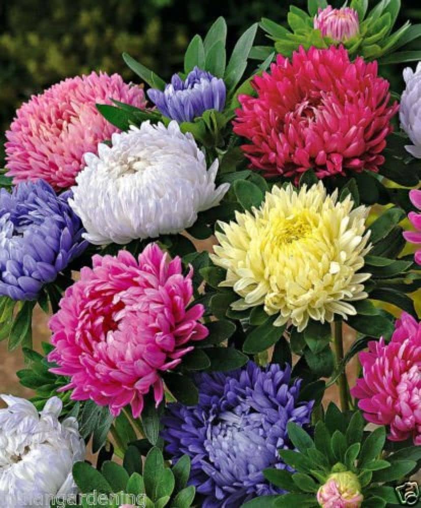 Aster for planting in flower bed