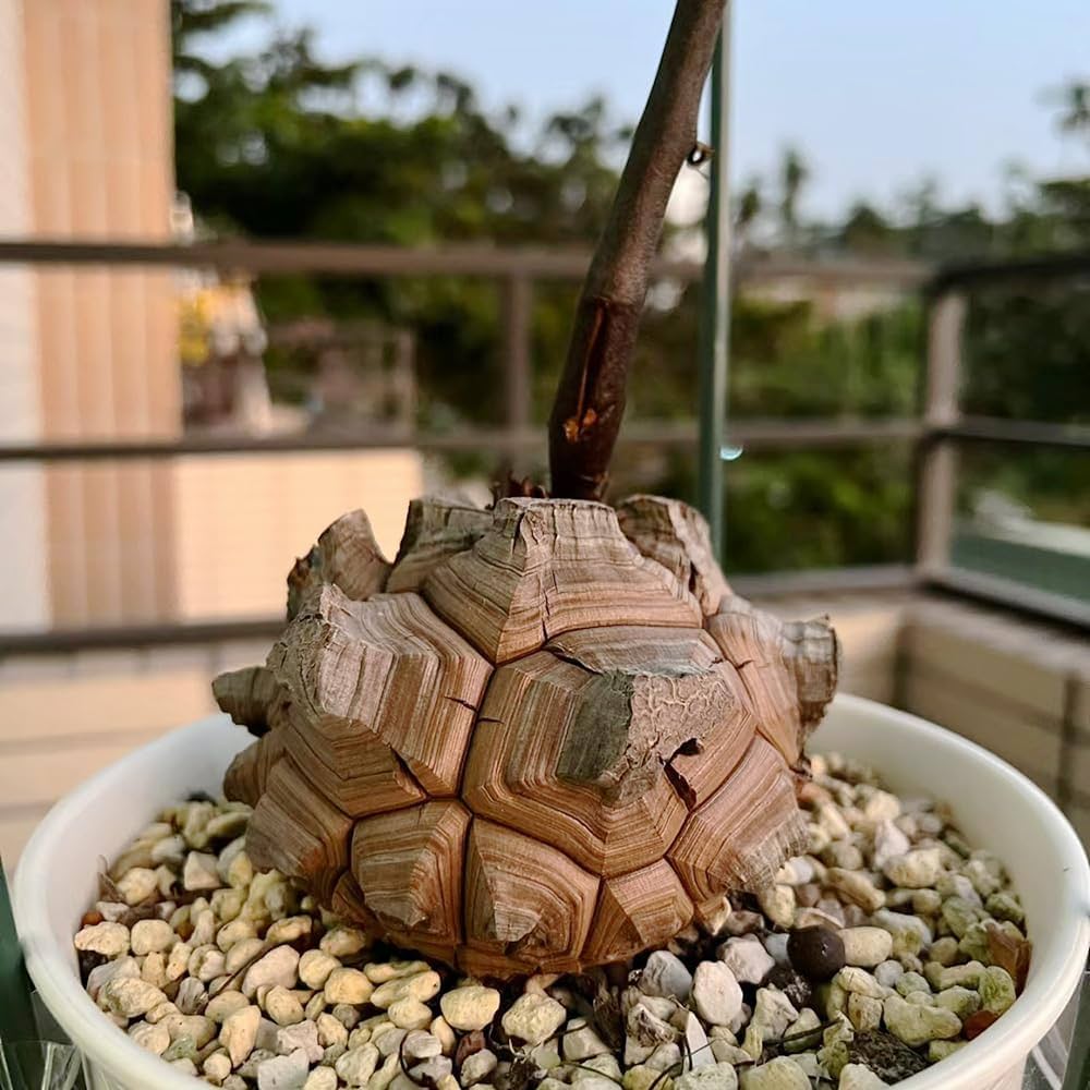 Dioscorea Elephantipes Seeds for planting in flower bed