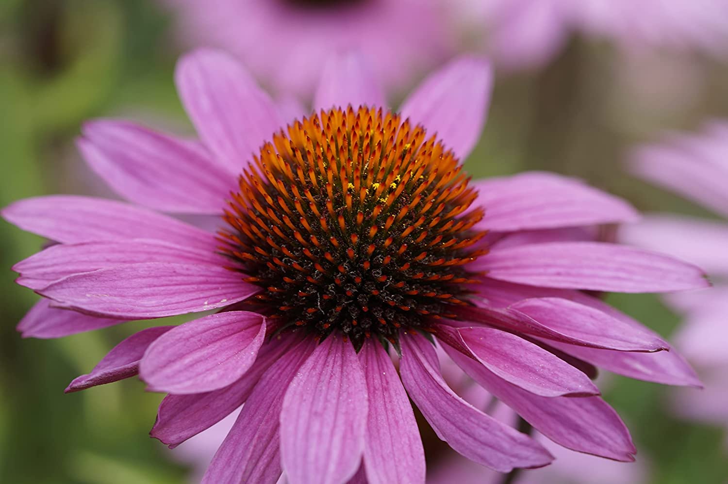 Coneflower Echinacea spp. for planting in flower bed