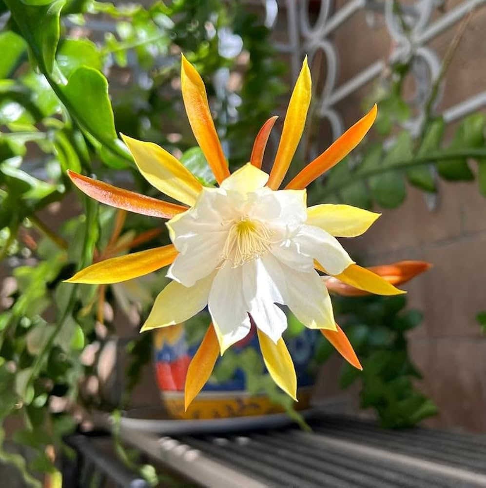 Epiphyllum Anguligar Flower seeds for Planting Sun Loving Heirloom & GMO Free Seeds for Home Garden 
 
 Sale seeds for home garden planting