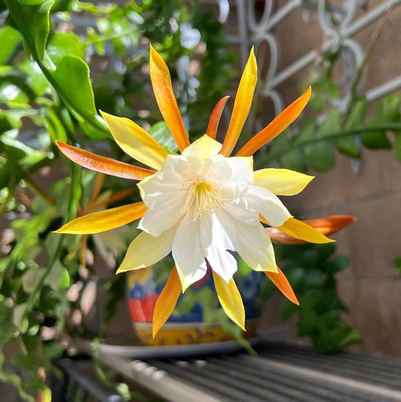 Epiphyllum Seeds For Planting - Grow Exquisite Blooms Flower