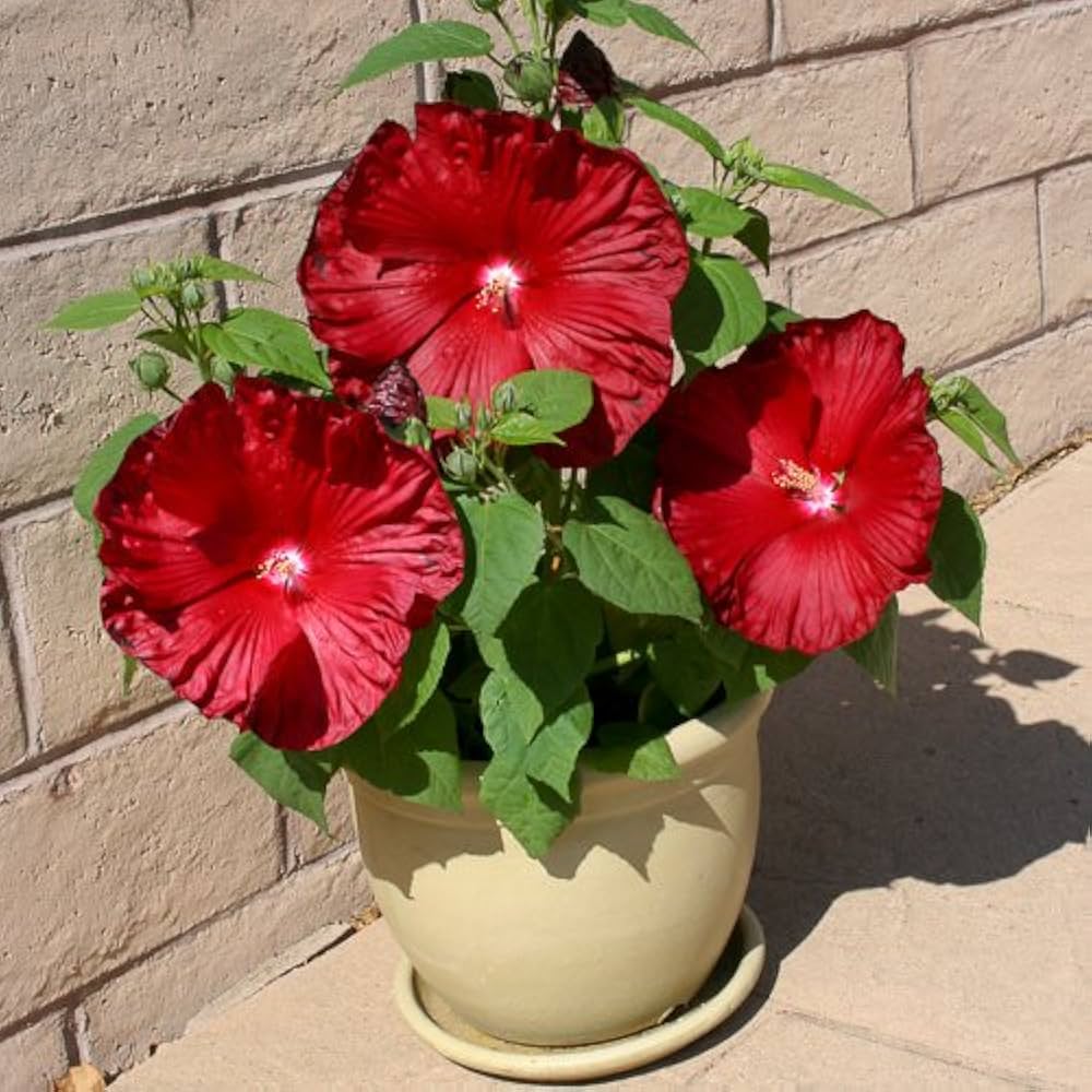 Scarlet Rose Mallow Hibiscus Hibiscus spp. for planting in flower bed