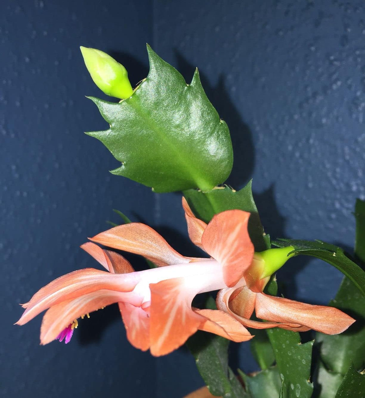 Schlumbergera Peach Flower seeds for Planting - Shade Tolerant, Heirloom & GMO Free Seeds for Home Garden
 
 Sale for planting in home garden.