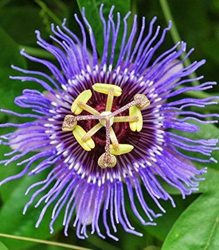 Passion Flower Seeds For Planting: Grow Unique Purple Blooms