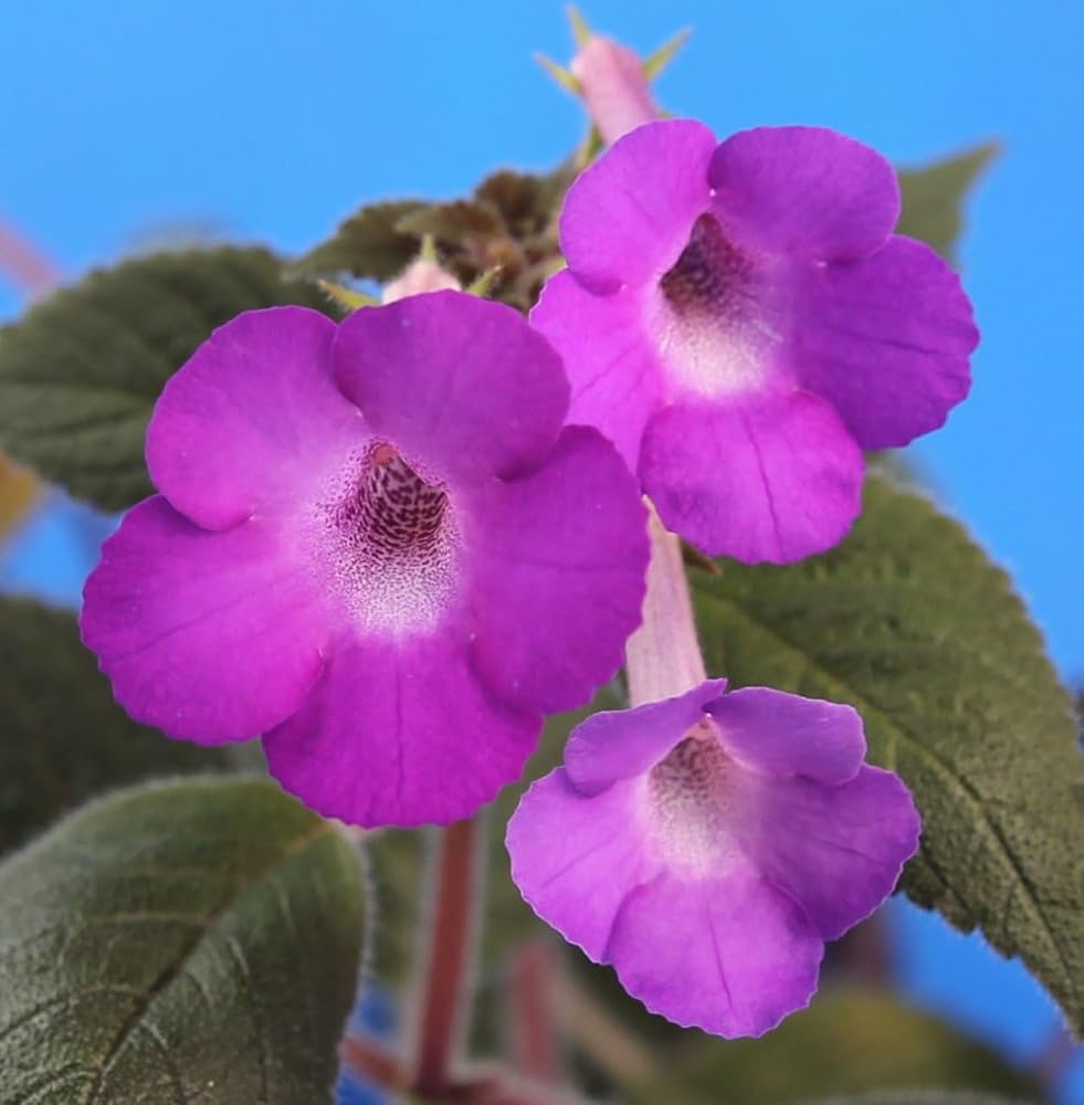 Achimenes Limoncello Flower Seeds For Easy Planting