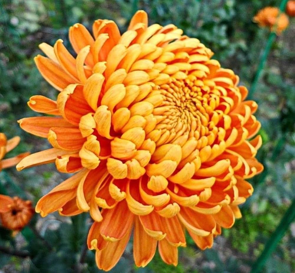 Yellow Orange Chrysanthemum Flower seeds for Planting - Colorful Display, Heirloom & GMO Free Seeds for Home Garden
 
 Sale for planting in home garden