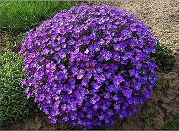 Red Amaryllis Barbados Flower Seeds for Planting Compact Growth Heirloom & GMO Free Seeds for Home Garden
 
 Sale for planting in home garden