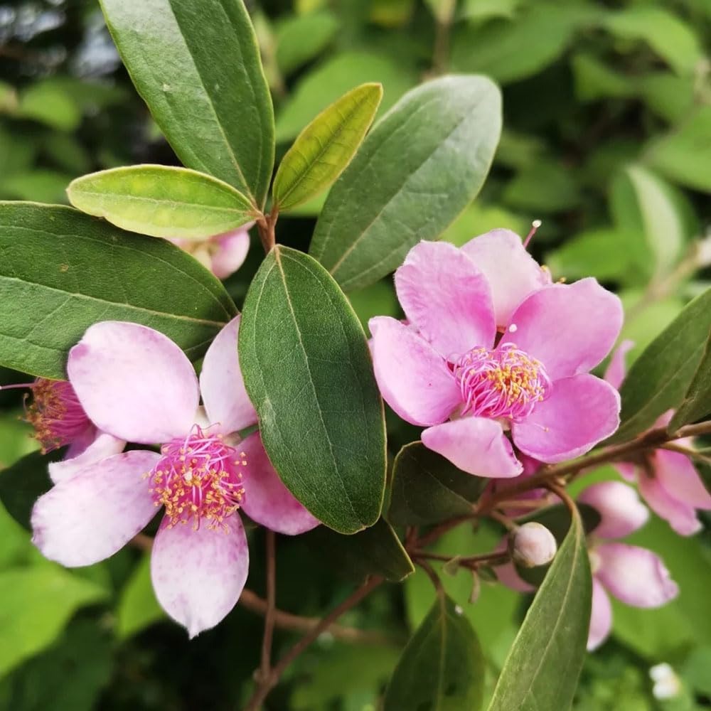 Rhodomyrtus Tomentosa Flower Seeds for planting in flower bed