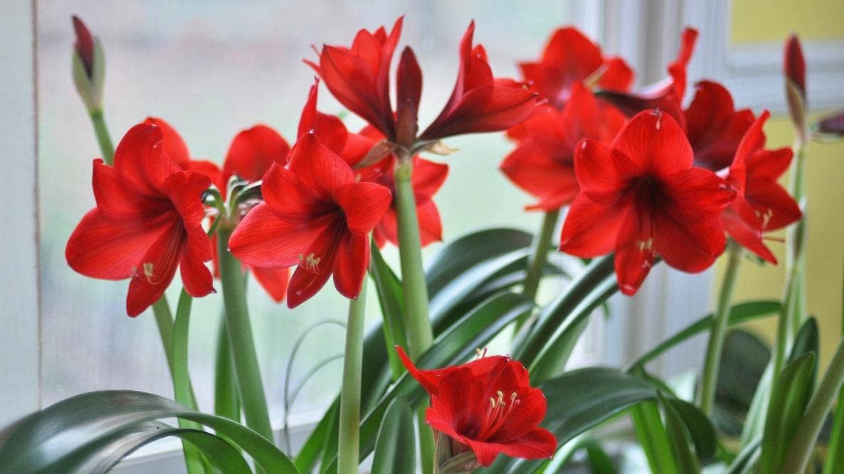 Amaryllis Flower seeds for Planting - Colorful Display, Heirloom & GMO Free Seeds for Home Garden
 
 Sale seeds for home garden
