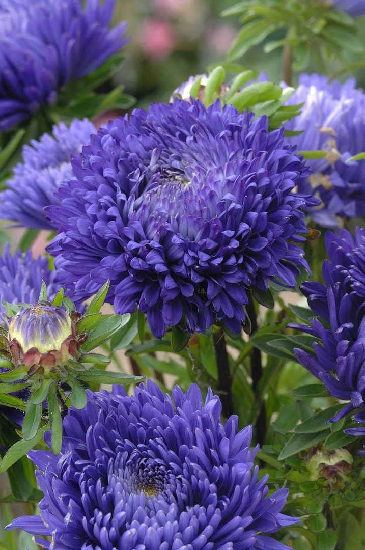 Blue Callistephus Flower seeds for Planting Colorful Display Heirloom & GMO Free Seeds for Home Garden 
 
 Sale for planting in home garden