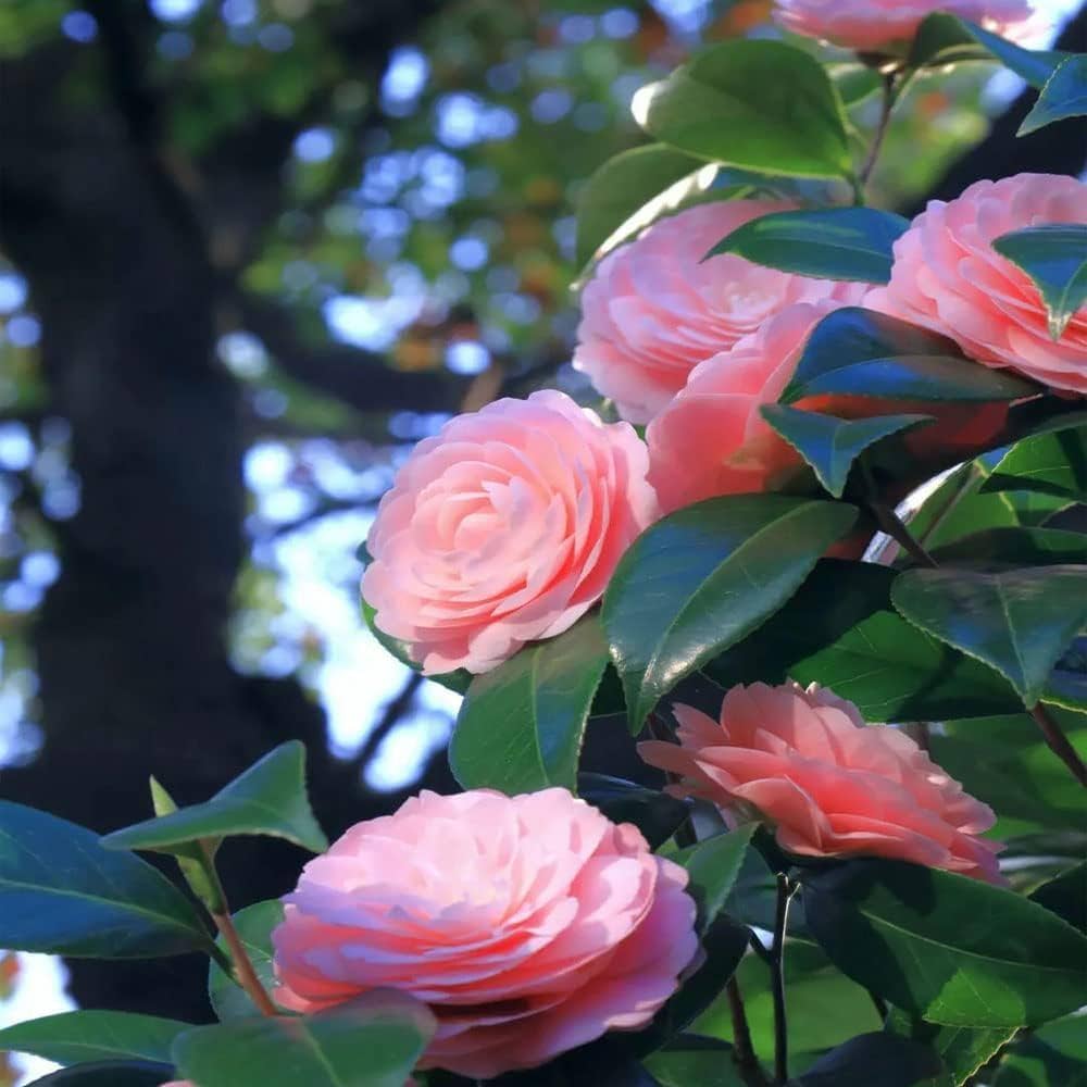 Pink Camellia Camellia japonica for planting in flower bed
