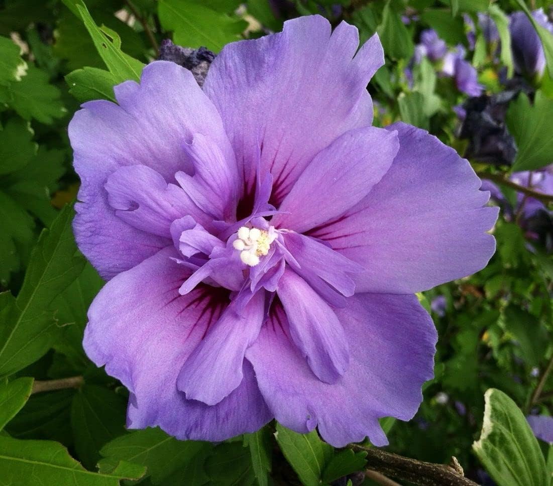 Purple Rainbow Hibiscus Flower Seeds For Planting - Add Exotic Flair To Your Garden With Colorful