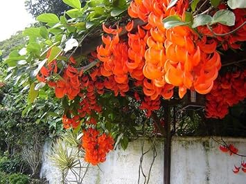 Light Orange Strongylodon Macrobotrys Flower Seeds For Planting