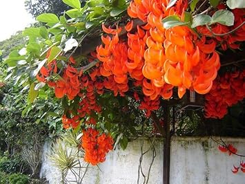 Light Orange Strongylodon Macrobotrys Seeds Flower seeds for Planting Vibrant Growth Heirloom & GMO Free Seeds For Home Garden 
 
 Sale for planting in home garden