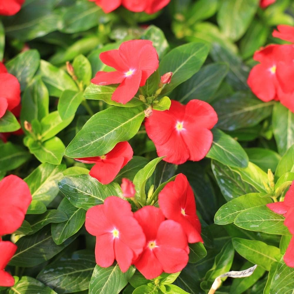 Vinca Catharanthus roseus flower seeds for planting