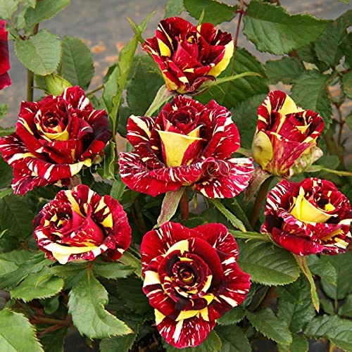 Dynamic Planting With Red & Yellow Rose Seeds Flower