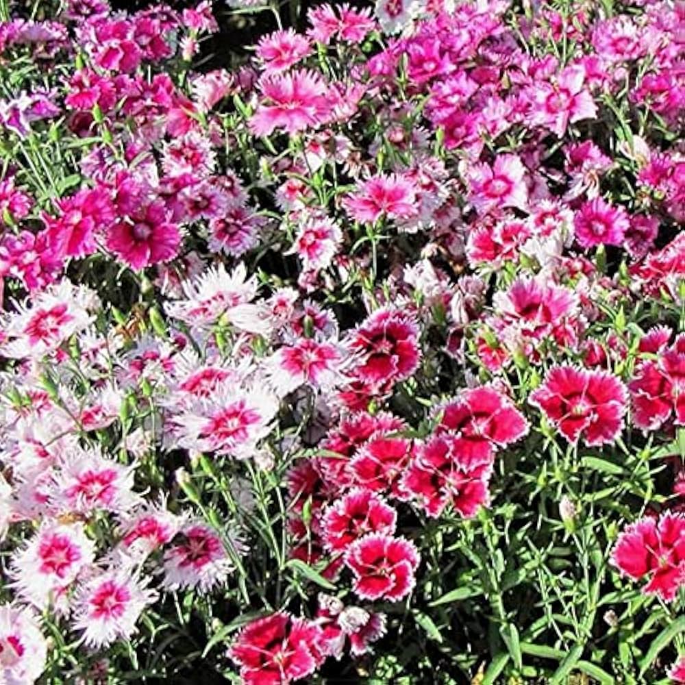 Dianthus Wee Willie Mix Perennial Flower Seeds