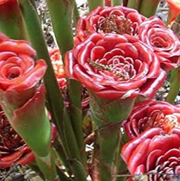 Red Green Torch Ginger Flower seeds for Planting - Easy to Grow, Heirloom & GMO Free Seeds for Home Garden
 
 Sale seeds for home garden