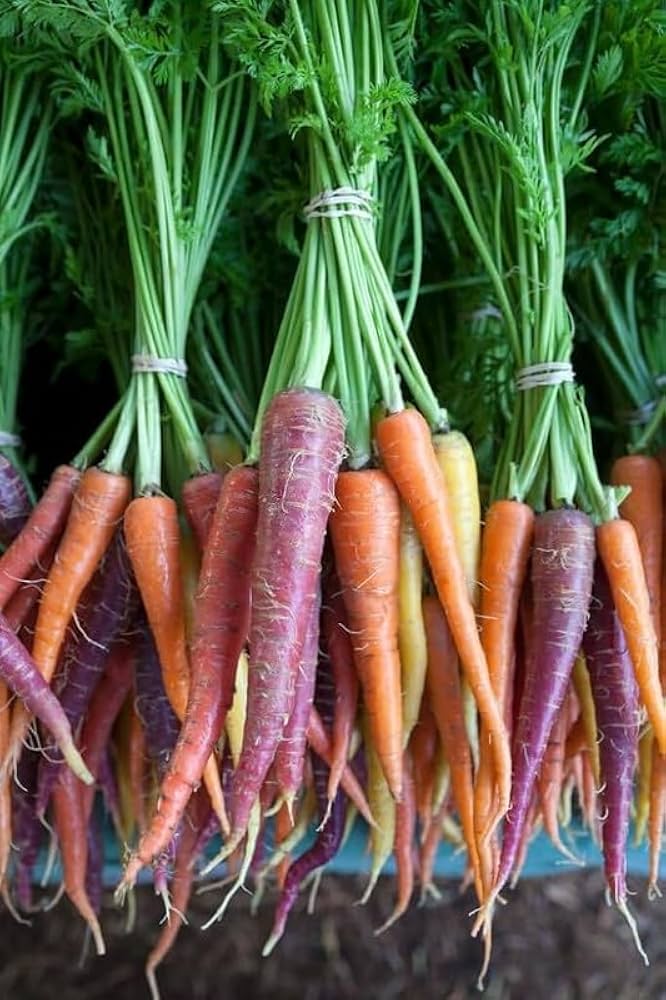Multi-Colored Carrot Daucus carota for planting in vegetable patch