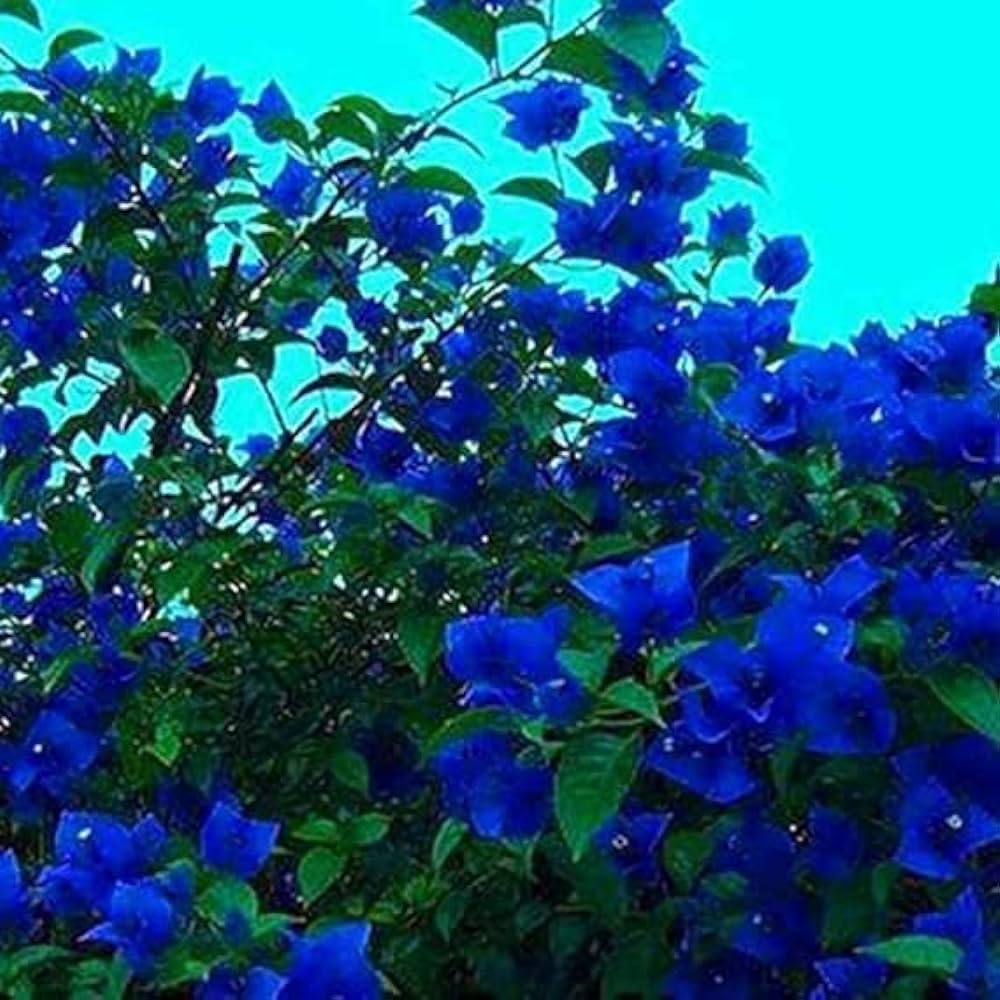 Flower Seeds: Blue Bougainvillea Planting Pack Seeds