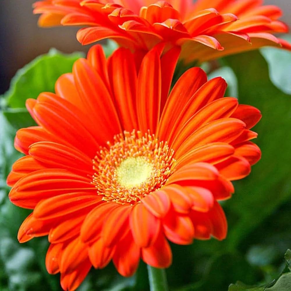 Orange Gerbera Flower Seeds: Perfect For Striking And Soothing Gardens