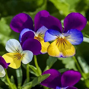 Viola Flower Viola spp. for planting in flower bed