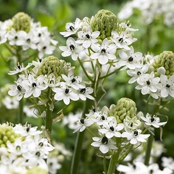 Ornithogalum Saundersiae Flower seeds for Planting Low Maintenance Heirloom & GMO Free Seeds for Home Garden 
 
 Sale for planting in home garden