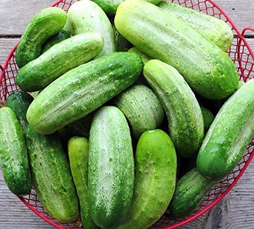 Wisconsin 58 Cucumber Seeds for Crisp and Flavorful Cucumbers