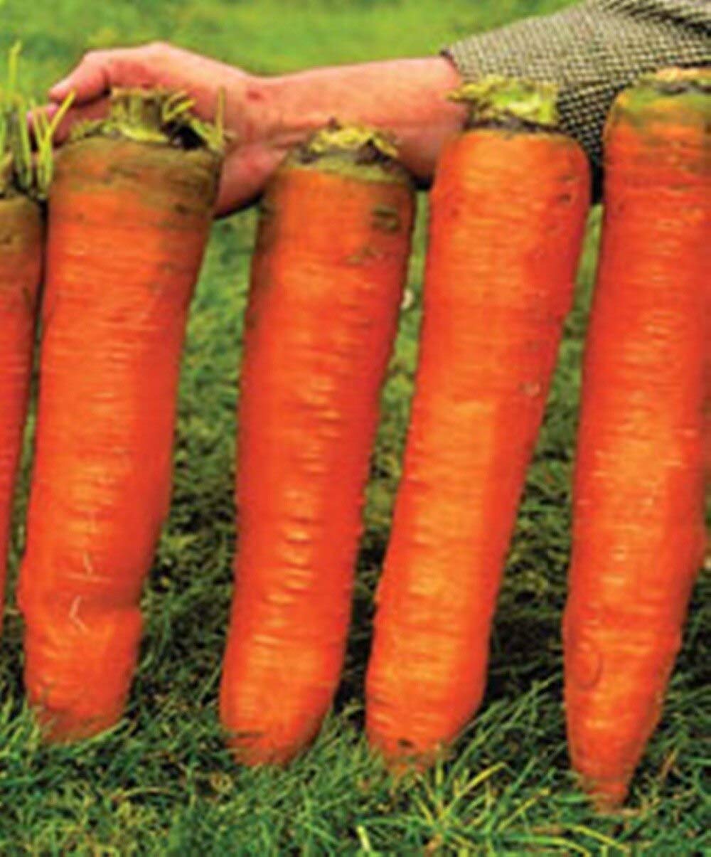 Red Giant Organic Russian Heirloom Carrot Seeds for Vegetable Gardens