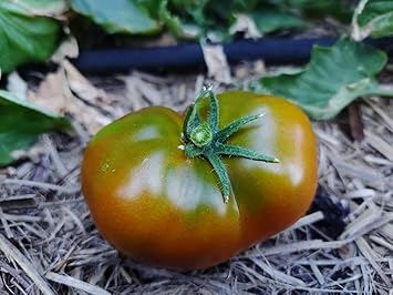 Tomato Seeds For Planting - Black & Green Varieties Vegetable Seeds