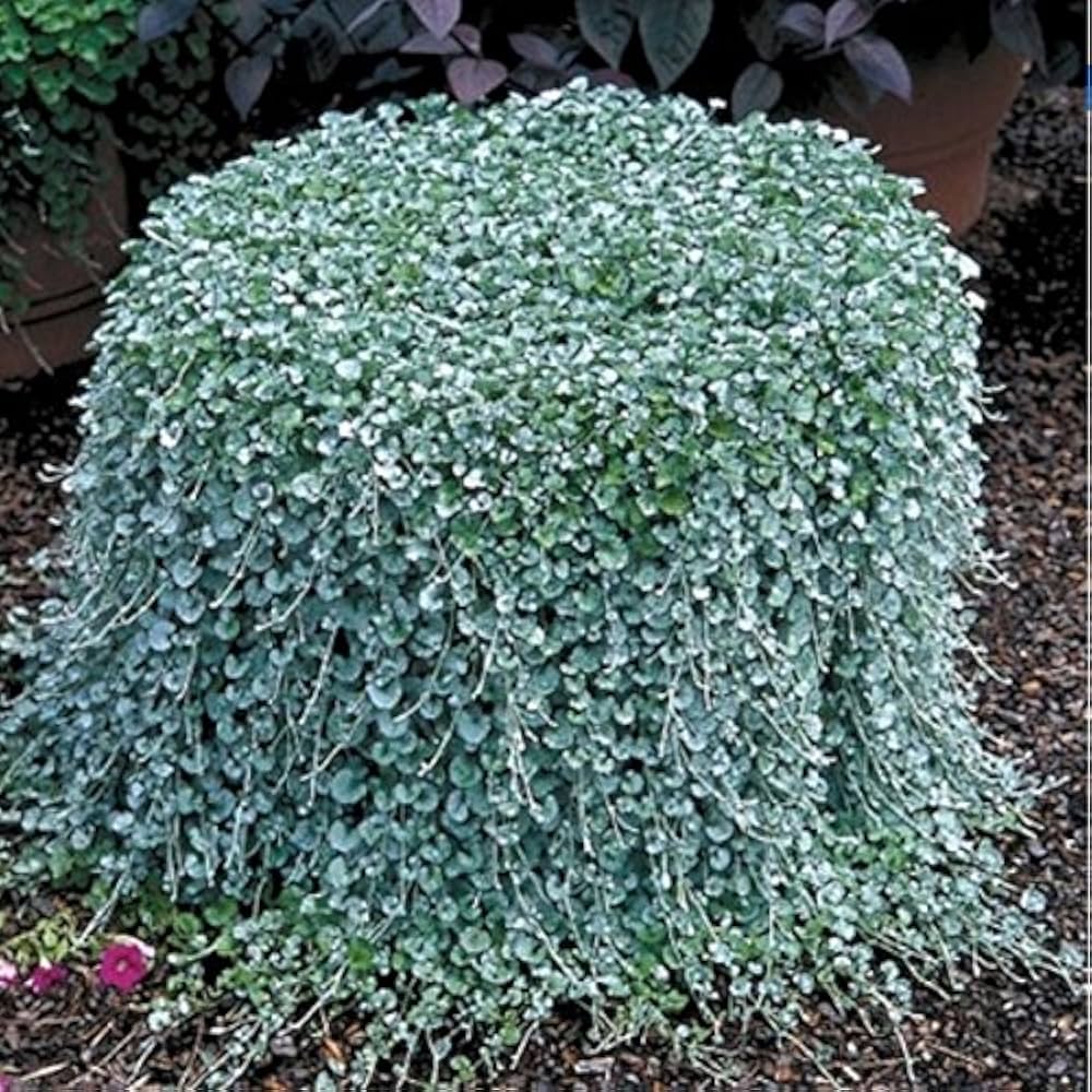 Repens Lawn Plant Seeds Planting Groundcover Seeds