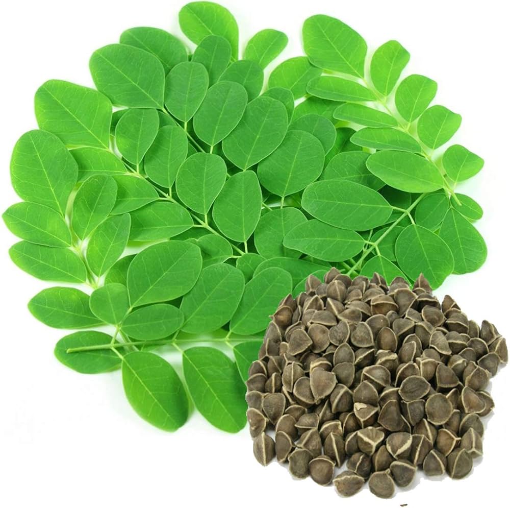 Moringa Moringa oleifera for planting in vegetable patch
